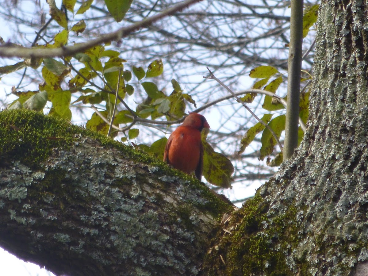 Northern Cardinal