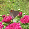 Acadian Hairstreak butterfly