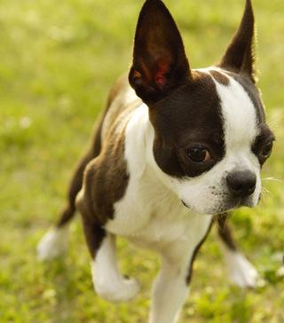 Boston Terrier Puzzle