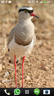 Download Featured Wallpaper of the day APK