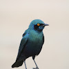 Greater Blue-eared Starling