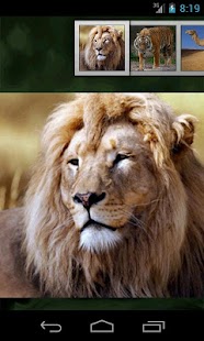 How to get Animal Sounds for Kids Free patch 7.1 apk for bluestacks