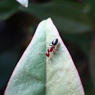 Cocktail Ant / Mrav