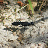 Blue Mud Dauber Wasp