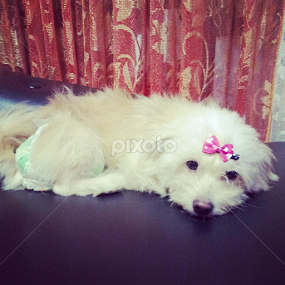 My baby zafrina.. by Laarni Enriquez - Animals - Dogs Portraits