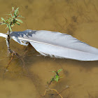 Great Blue Heron Feather