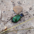 Beetles of Texas