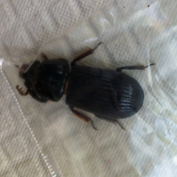 Bess beetle Project Noah