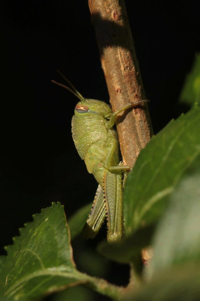 Tree-locust