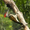 Lesser Golden-backed Woodpecker