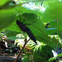 Dragonfly Nymph exoskeleton