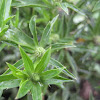 Naga coriander