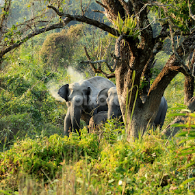 wildlife by Anjali Borah - Animals Other Mammals