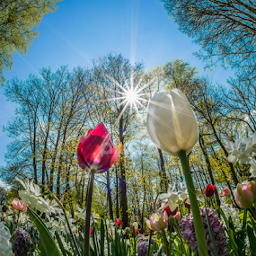 A Different View by Lynn Wiezycki - Flowers Flower Gardens