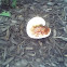 unknown mushroom (2 of 2)