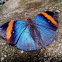Indian Leaf butterfly