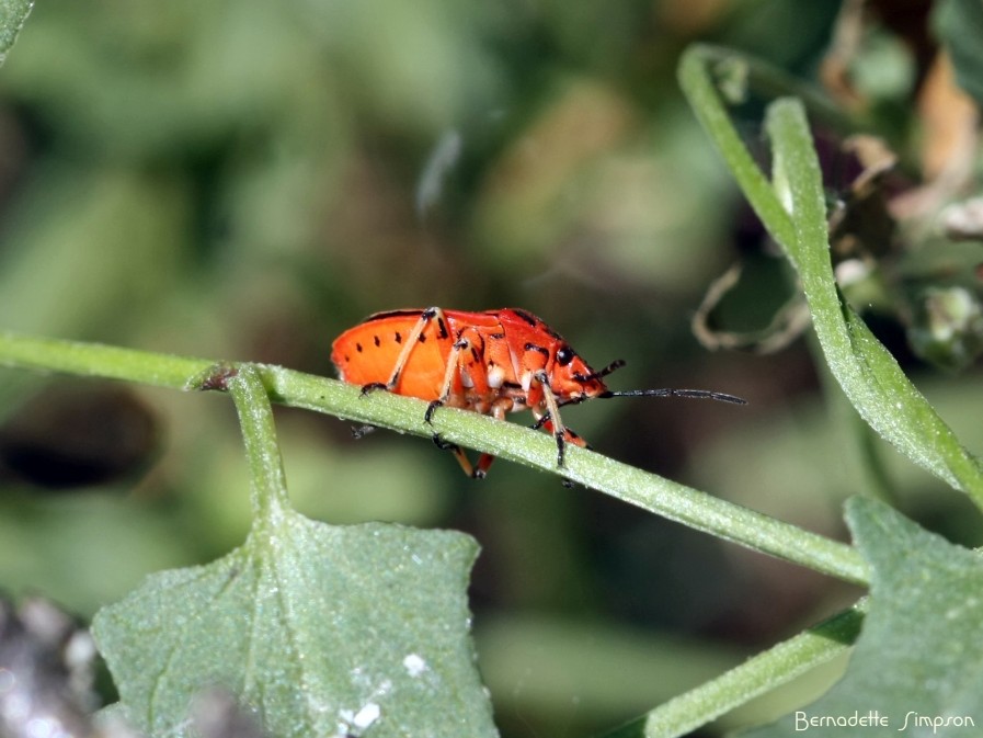 Shield Bug