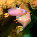 Nudibranch Chromodoris bullocki