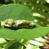 Common Mormon  caterpillar