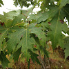 Red swamp Maple