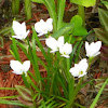 White Rain Lilies