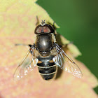 syrphid fly