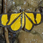 Geometrid Moth