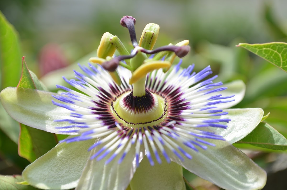 passion flower