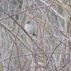 White-Crowned Sparrow