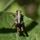 Grasshopper nymph