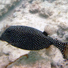 White-spotted boxfish