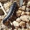 Carrion Beetle (larva)