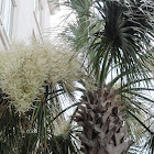 Palmetto Tree (with flowers)