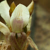 Leaf litter orchid