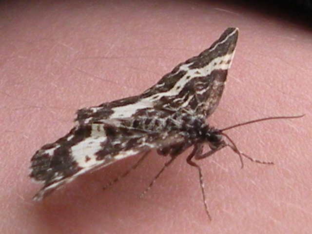 Spear-Marked Black Moth