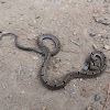Common Kukri snake