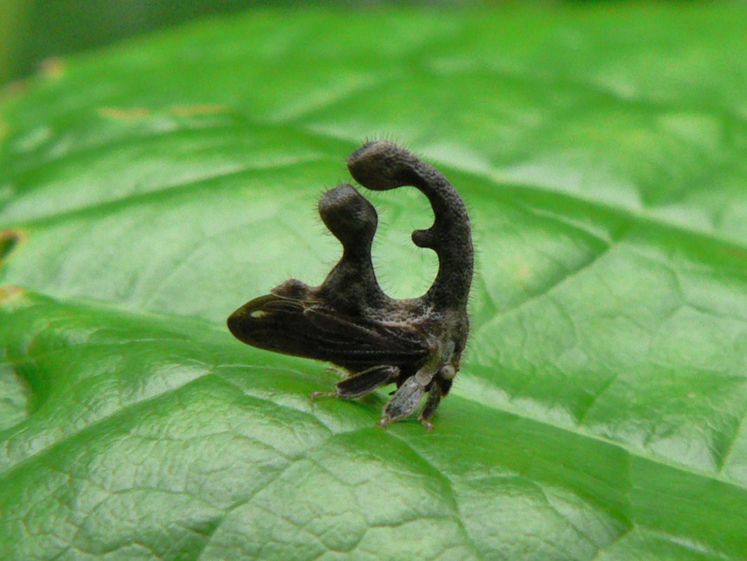 лягушка питается. земноводное насекомое. земноводное насекомое. триба животное. земноводное насекомое.