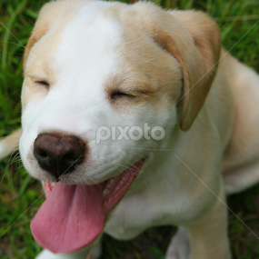 All Smiles by April Gorniak - Animals - Dogs Portraits