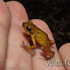 Mustard Poison Dart Frog