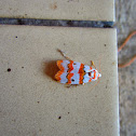 Red-striped Tiger Moth