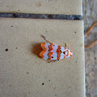 Red-striped Tiger Moth