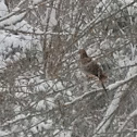 Mourning Dove