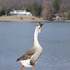Domestic African Goose