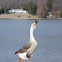 Domestic African Goose