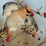 Jaseur boréal/Bohemian waxwing by Eric Marceau -  