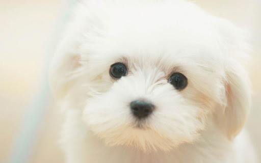 Pet Dog Wallpaper