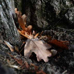 old.. by Bianca Oana - Nature Up Close Other plants