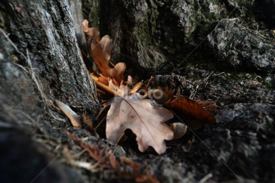 old.. by Bianca Oana - Nature Up Close Other plants