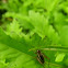 Leaf-runner cricket