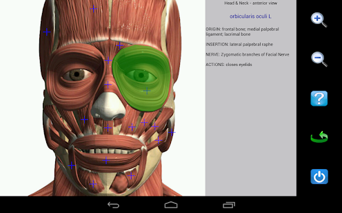 Visual Anatomy - screenshot thumbnail